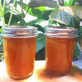 Habanero Honey Hot Sauce - PepperHead Habanero Honey Sauce, Honey Habanero Sauce, Habenero Honey Recipe, Peach Habanero Sauce, Habanero Honey, Habanero Hot Sauce Recipe, Honey Hot Sauce, Habanero Recipes, Pineapple Vinegar