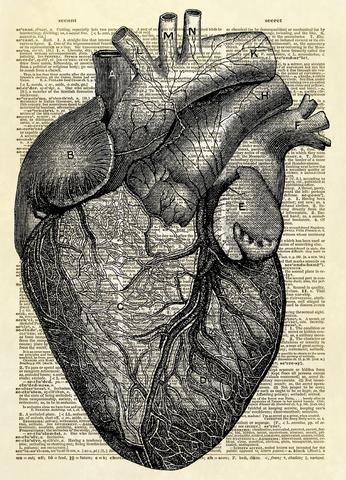 Human Heart Diagram Dictionary Art Print Heart Diagram Drawing Aesthetic, Heart Diagram Aesthetic, Biology Art Draw Ideas, Real Heart Aesthetic, Heart Structure Diagram, Human Heart Diagram, Hole In Heart, Human Heart Art, Anatomical Drawings