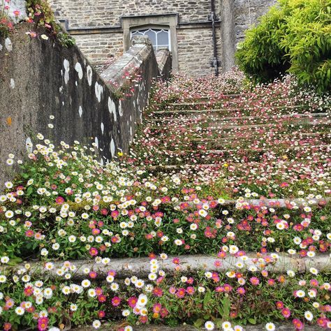 Cottage Garden Plants, Walled Garden, English Cottage Garden, Herbaceous Perennials, Hardy Perennials, Samar, Pretty Plants, National Trust, Garden Trees