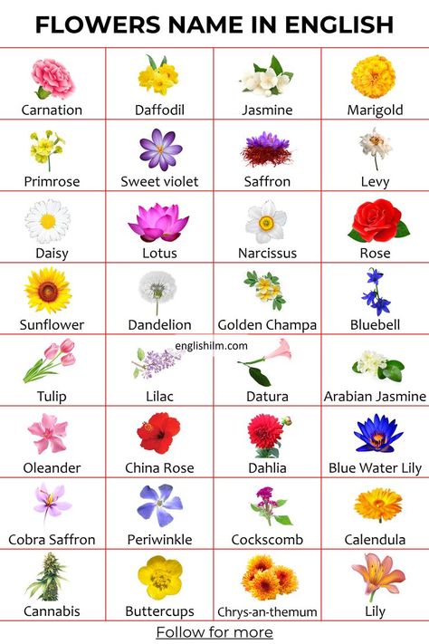 Flower Charts, Name Of Flowers List, Flowers Chart, Name Of Flowers, Name Flower, Names Of Flowers, Flowers Name, Flower List Name, List Of Flowers Names