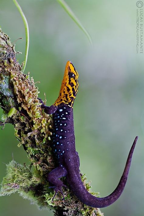 ˚Shieldhead Gecko (Gonatodes caudiscutatus) Ecuador by Lucas M. Bustamante @ flickr Purple Gecko, Purple Lizard, Colorful Lizards, Pet Lizards, Cute Reptiles, Reptile Snakes, Chameleons, Interesting Animals, Colorful Animals