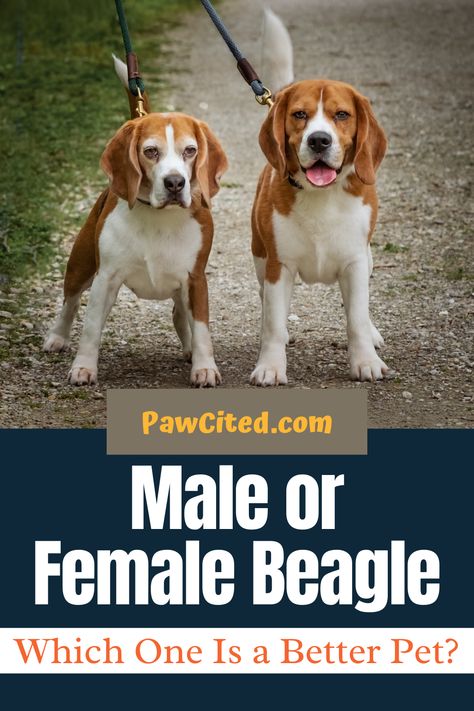 Are you confused about whether a male or a female beagle is a better dog companion? Find out the answer here their traits and differences. #maleandfemalebeagle #malebeagle #femalebeagle #beagle #doglover #dog101 Beagle Dog Full Grown, Dog 101, Male Vs Female, Puppy Stages, Beagle Mix, Beagle Puppy, Beagle Dog, Guard Dogs, Mixed Breed