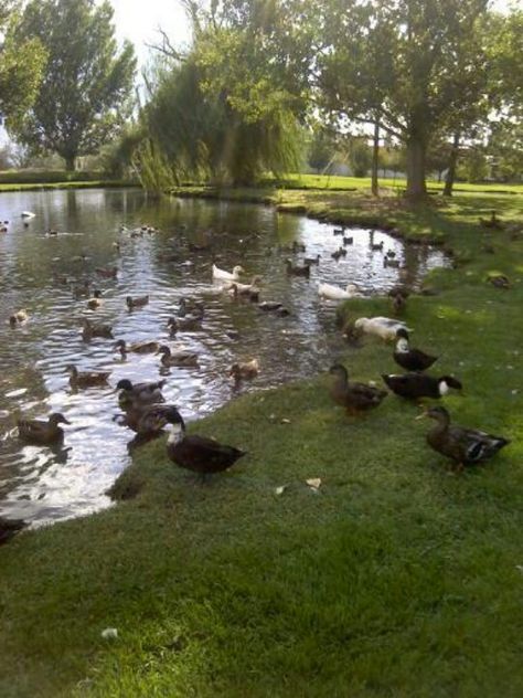 Feeding the Ducks sonday.... Feeding Ducks Aesthetic, Family Picnic Aesthetic, Duck Feeding, Duck Ponds, Feeding Ducks, Duck Feed, Spring Moodboard, Exo Album, Duck Pond