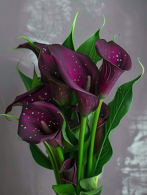 Mermaid Flowers, Calla Lily Colors, Purple Calla Lilies, Goth Garden, Strange Flowers, Large Flower Arrangements, Rose Flower Wallpaper, Nothing But Flowers, Unusual Flowers