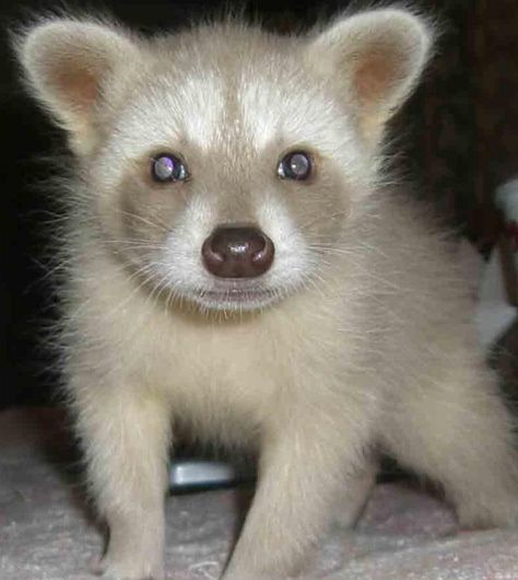 Baby cinnamon coon Cinnamon Raccoon, Raccoon Background, Albino Raccoon, Trash Pandas, Baby Skunks, Albino Animals, Wild Country, Cute Raccoon, Raccoon Funny