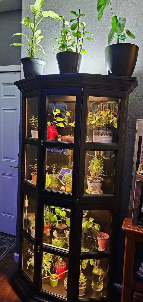 Display Cabinet Diy, Diy Home Interior, Beautiful Terrariums, Healing Room, Indoor Greenhouse, Glass Display Case, Glass Cabinets Display, Backyard Inspiration, Small Apartment Decorating