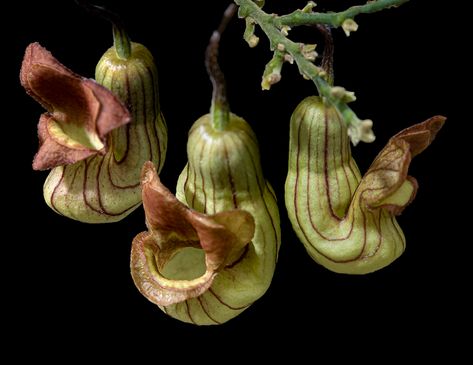 Aristolochia californica | The common name for Aristolochia … | Flickr Stem Girl, Richard Ellis, Insectivorous Plant, Common Names, Plants And Flowers, The Common, Northern California, The Plant, The Flowers