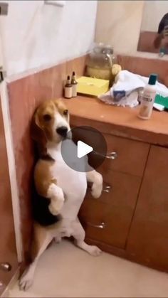 Funny Cats And Dogs Videos, Animal Funny Videos, Funny Dog Videos Make Me Laugh, Dog Videos Cutest, Funny Good Night Pictures, Funny Animal Gifs, Funny Good Night, Animal Videos Funny, Puppies Cutest