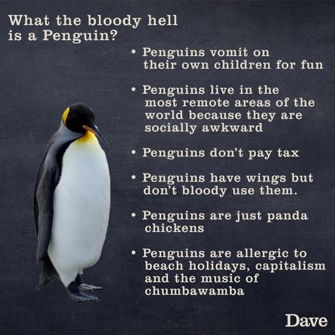 Penguin Infographic Socially Awkward Penguin, Penguin Meme, Penguin Awareness Day, Penguin Facts, Saturday Humor, Cute Animal Quotes, Penguins Funny, Penguin Love, Clean Memes