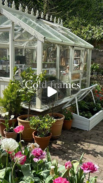 Serena Young on Instagram: "It’s that time of the year when our greenhouses are bursting at the seams with seedlings! 🌱 🌱🌱 Before planting out into the garden the seedlings ideally need hardening off. Ad| These fabulous cold frames from @forestgardenltd are the perfect accompaniment to greenhouse life. My two large timber cold frames measuring 38cm h x 109cm w x 63cm d are made from pressure treated timber and have a 15 year anti rot guarantee. They have two independently opening lids in acrylic glazing as a safer option to glass. I decided to paint mine and am loving having the space to harden up my plants ready for the big plant out! 🌿🌱 Have a good Tuesday folks! 😁 *gifted @forestgardenltd" Cold Frames, Treated Timber, Big Plants, Cold Frame, Greenhouses, Time Of The Year, I Decided, Planting, The Year