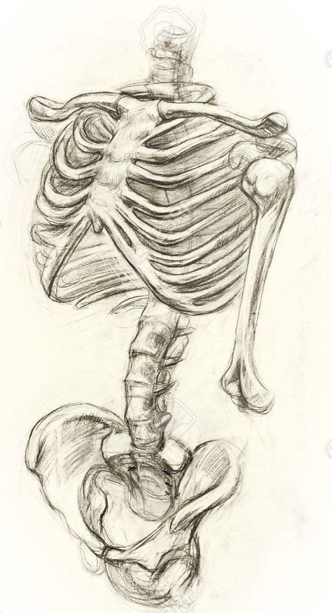 Skeleton Art Drawing, Drawing Skeleton, Drawing Ideas Pencil, Skeleton Ideas, Bone Drawing, Skeleton Drawings, Výtvarné Reference, Human Anatomy Art, Anatomy Sketches