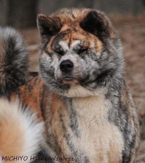 Akita...what beautiful colors on this Brindle! Unique Dogs, Japanese Akita, Fat Dogs, Akita Puppies, American Akita, Giant Schnauzer, Huge Dogs, Akita Inu, Japanese Dogs