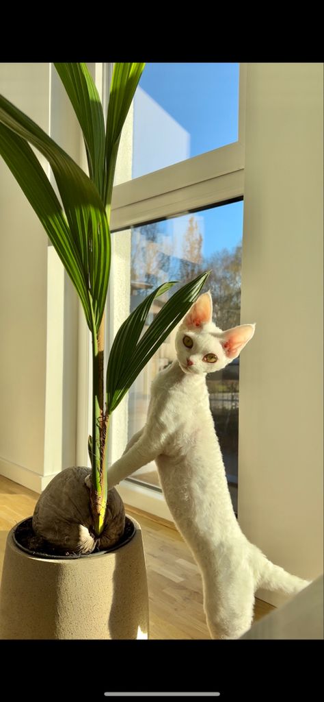 White Devon Rex Cats, Devon Rex Cats Curly, Perfect Lifestyle, Devon Rex Cats, Sphynx Cats, Rex Cat, Devon Rex, Sphynx Cat, Aesthetic Photos