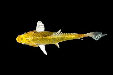 Fish Top View, Tiny Fish, Koi Fish, Top View, Koi, Black Background, Black Backgrounds, Fish Pet, Fish