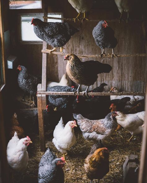 Peach Salad, Future Farms, Farm Lifestyle, Farm Photography, Chickens And Roosters, Farms Living, Ranch Life, Down On The Farm, Hobby Farms