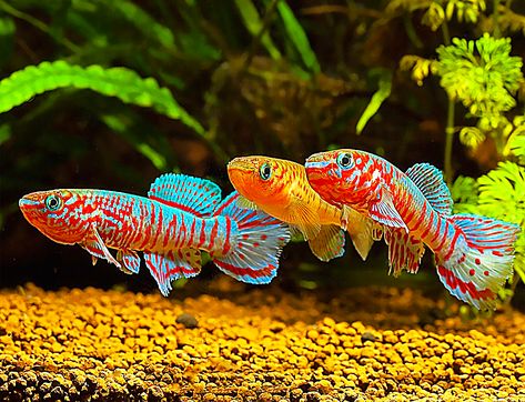 Stocking Ideas, Fresh Water Tank, Aquarium Fish Tank, Aquascaping, Freshwater Fish, Tropical Fish, Aquarium Fish, Fish Tank, Reptiles