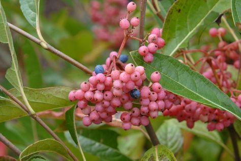 Viburnum Nudum, Rain Garden Design, Lavender Leaves, Soil Texture, Pink Fruit, Pond Landscaping, Foundation Planting, Fall Fruits, Pollinator Garden