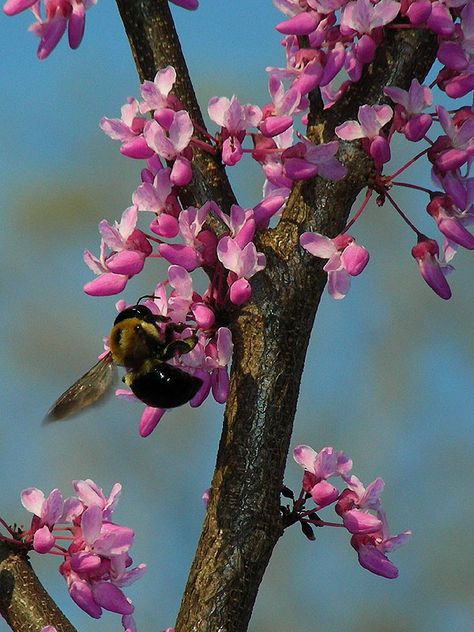 Eastern Redbud (spring) Urban Front Yard, Mississippi Nature, Wisconsin Garden, Cercis Siliquastrum, Eastern Redbud Tree, Plant Reference, Artwork Series, Moodboard Images, Flower References