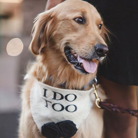 I Do Too Wedding Dog Bandana by Hello Hazel Company Dog Of Honor Wedding, Engagement Photos Pets, Dog Wedding Flowers Collar, Flower Collar Dog Wedding, Floral Dog Collar Wedding Diy, Sunflower Dog Collar Wedding, Flower Dog Wedding Collar, Dog Of Honor, Engagement Decor