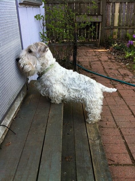 All sizes | Hello, can I interest you in Sealyham Terriers? | Flickr - Photo Sharing! Unusual Dog Breeds, Glen Of Imaal Terrier, Sealyham Terrier, Animal Magnetism, Dogs Breeds, Fluffy Puppies, Terrier Breeds, Westie Dogs, English Mastiff