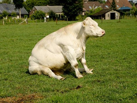 Cows Sitting Like Dogs Cows Sitting, Really Big Dogs, Fluffy Cows, Animal Study, Cows Funny, Cute Cows, Funny Video Memes, Big Dogs, Children Illustration