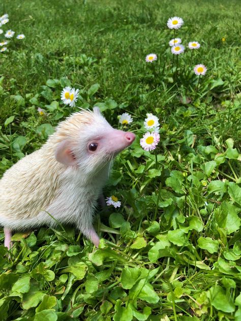 White Hedgehog, Albino Hedgehog, Exotic Pets, Cutie Patootie, Cute Baby Animals, Baby Animals, Animals