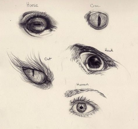 How to Draw Various Animal and Human Eyes | Tips, Tricks & Info ... Animal Eye Drawing, Animal Eyes Drawing, Eyes Clip Art, Human Eye Drawing, Rendering Ideas, Alevel Art, Face Parts, How To Draw Realistic, Pen Ink Drawing