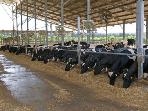 Modern cowshed with cows. Eating hay , #sponsored, #cowshed, #Modern, #cows, #hay, #Eating #ad Cowshed Design, Cow Shed Design, Cattle Housing, Cow Shed, Cattle Farm, Cattle Breeds, Cattle Farming, Dairy Farm, Farm Design