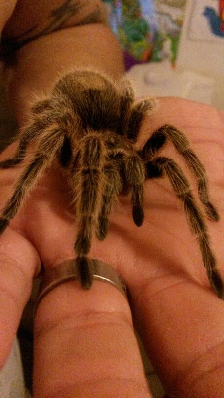 Chilean rose hair tarantula Chilean Rose Hair Tarantula, Rose Hair Tarantula, Rose Hair, Hair