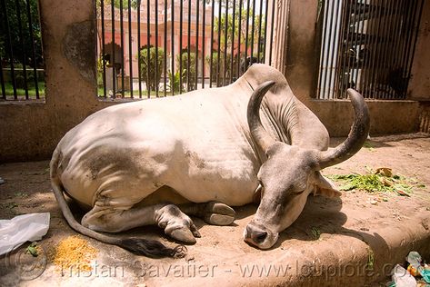 Cow Sleeping, Cows Farm, Indian Animals, Cow Drawing, Cow Photos, Animal Study, Abstract Watercolor Art, Click Photo, Watercolor Inspiration