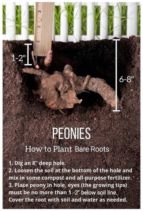 How To Plant Peonies, Plant Peonies, Peony Care, Planting Peonies, Peony Garden, Peony Root, Growing Peonies, Landscaping With Large Rocks, Cut Flower Garden