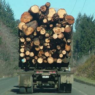 log trucks on their way to the mill ~ look closely to see the heart shaped log ♥ Log Truck, Logging Trucks, Deforestation Poster, Log Cross Section, Giant Lincoln Logs, Vintage Logging Photos, Logging Industry, Logging Equipment, Space Cowboys