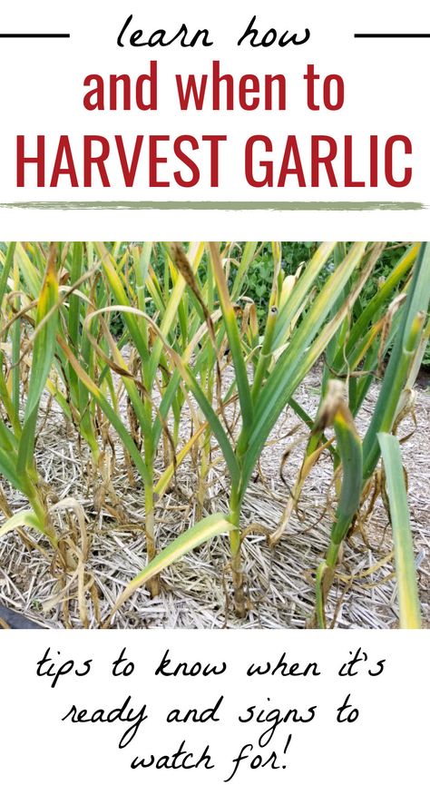 garlic in the garden ready for harvest with text overlay Learn how and when to harvest garlic - tips to know when it's ready and sign to watch for! When To Harvest Garlic, Storing Garlic, Harvest Garlic, Harvesting Garlic, How To Store Garlic, Growing Garlic, Garden Veggies, Veg Garden, Food Garden