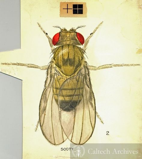 Fruit fly drawing, full fly (Drosophila melanogaster) | Image Archive Bee Drawing Tattoo, Drosophila Melanogaster, Drawing Tattoo Ideas, Fly Gif, Flying Bee, Fly Drawing, Bee Drawing, Fruit Fly, Drawing Tattoo