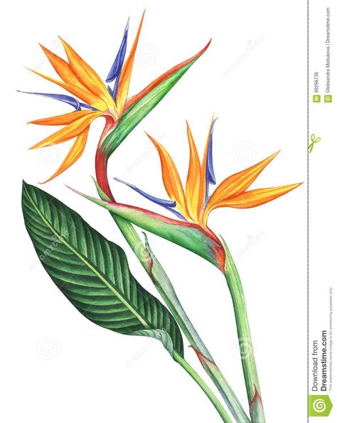 Illustration about Bird of Paradise flowers isolated on white background. Hand drawn watercolor illustration. Illustration of bright, illustration, bird - 99298736 Bird Of Paradise Tattoo, Ako Kresliť, Paradise Painting, Bird Outline, Bird Of Paradise Flower, Tattoo Bird, Paradise Tattoo, Paradise Flowers, Paradise Plant