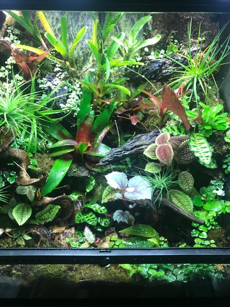 Frog Terrarium, Reptile Room, Crested Gecko, Reptile Enclosure, Vivarium, Terrarium Plants, Carnivorous Plants, Tree Frogs, Reptiles