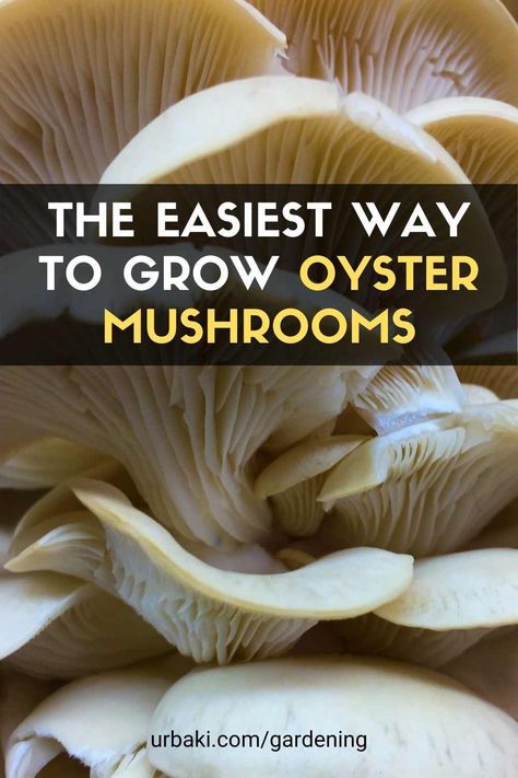 Looking to grow oyster mushrooms? You have come to the right place! Maybe it's because you want a small but reliable supply of fresh mushrooms to enjoy at home. In this video, I show you the simplest way to grow oyster mushrooms. This guide will show you everything you need to know to get started growing oyster mushrooms, whether you are looking to farm as a hobby or have aspirations to start a small farm. No hassle, no hassle, just add the spawn to the unpasteurized straw, keep it moist...... Growing Mushrooms Indoors, Types Of Oysters, Grow Mushrooms, Growing Mushrooms At Home, Kitchen Gardening, Best Oysters, Mushroom Growing, Mushroom Cultivation, Garden Mushrooms