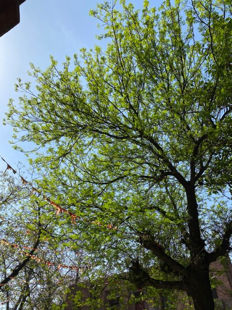 Leafy green tree Green Tree, Leafy Greens, Tree Leaves, Green Trees, Beach Pictures, Green Leaves, Light Green, Photo And Video, Instagram Photo