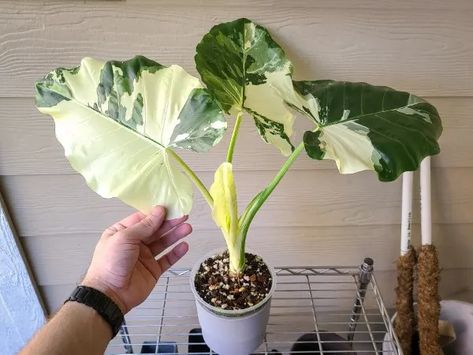 Alocasia Odora Variegata, Alocasia Odora, Rare Houseplants, Alocasia Macrorrhiza, Alocasia Plant, Trendy Plants, Inside Plants, Growing Tips, Elephant Ears