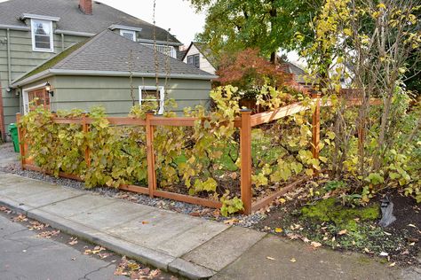 wire mesh fence with grapes growing on it Grapes Growing, Grape Vine Trellis, Grape Tree, Grape Plant, Mesh Fence, Vine Trellis, Wire Mesh Fence, Wine Bottle Carrier, Mesh Fencing