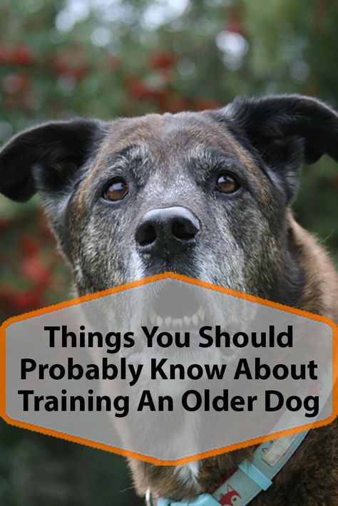 Training An Older Rescue Dog, How To Train An Older Dog, Training An Older Dog, Training Older Dogs, Pet Tricks, Service Dog Training, House Training Dogs, Old Dog, Cutest Dogs