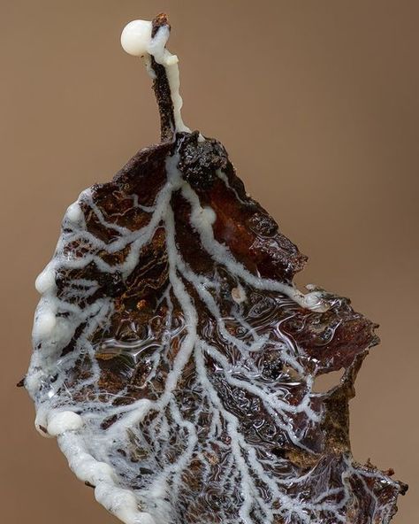 Evelyn, Tasmania, Australia on Instagram: "Putting the slime back in slime mould on #slimemoldsunday . (because it's sure to still be Sunday somewhere in the world!) . I love the patterns that this plasmodium is creating on the leaf while it's at the feeding stage and I wonder what it will be when it grows up . . . . . #myxomycetes #slimemoulds #slime #bio_sapiens #leaves #plasmodium #slimemold #macrophotography #mycology #myxo #CSIRO #macrophotographie #slimemoldsofinstagram #supermacroworld #m Moldy Food, Beautiful Fungi, Slime Mold, Somewhere In The World, Art Final, Organic Patterns, Slime Mould, Tasmania Australia, Final Exam