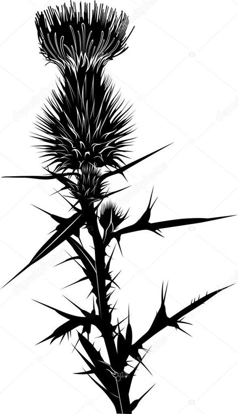 Thistle Tattoo Black, Thistle Flower Tattoo, Scotland Tattoo, Scottish Thistle Tattoo, Scottish Tattoos, Thistle Tattoo, Thistles Art, Scottish Flowers, Clock Tattoo Design