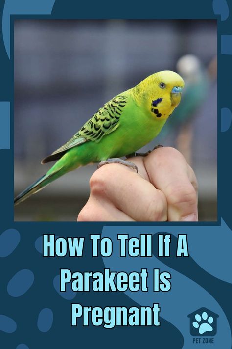 Is your parakeet expecting? Find out if a budgie is preparing to lay eggs with these helpful tips and provide the best care possible! via @petzoneblog Cute Parakeet Names, How To Take Care Of Parakeets, Parakeet Fruits And Veggies List, Baby Parakeets, Budgie Safe Plants, Parakeet Bird, Parakeet Memes Hilarious, Physical Change, Egg Laying