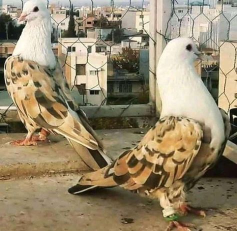 Tumbler Pigeons, Fantail Pigeon, Racing Pigeon Lofts, Pigeon Loft Design, Pigeons For Sale, Pet Pigeon, Almond Fruit, Cute Pigeon, Pigeon Pictures