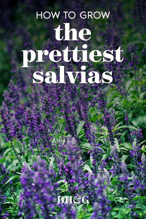 The stunning variety, 'Evolution', won an All-America Selections award for its masses of deep violet-purple flowers appearing summer into fall. It's more compact than many other types of blue salvia and produces more flower spikes. #gardening #gardenideas #gardentips #salvias #gardenlandscaping #bhg Blue Salvia Landscaping, Roses And Salvia Garden, Victoria Blue Salvia, Purple Salvia Perennials, May Night Salvia Landscape, Tall Purple Flowers Perennials, Silvia Flower, Salvia Plant Landscaping, Purple Garden Ideas