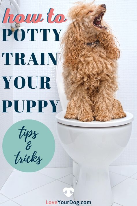 Golden Retriever Puppy Training, Puppy Potty Training Tips, Puppy Potty Training, House Training Puppies, Training Puppies, Puppy Tips, Train A Puppy, How To Potty Train, Train A Dog