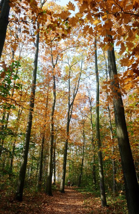 Belmont County has some of the best places to view fall foliage such as Dysart Woods, Drovers Trail Scenic Byway, Epworth Park, Barnesville Memorial Park, Zion Retreat & RV Park, Piedmont Lake, and Barkcamp State Park. Whether you're walking, biking, boating or driving, you'll find a scenic view! ðð Woods Photos, Autumn Wallpapers, National Road, Photographer Pictures, Scenic View, Photography Images, Scenic Byway, Most Haunted, Free Photography