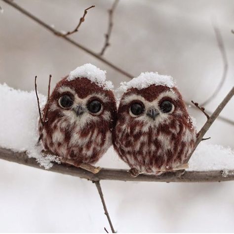 “Follow @wonderful_earthpix for more amazing nature pics daily!  Two happy little owls, Russia  Photo by Irina Scherbakova” Little Owls, Owls, On Instagram, Instagram