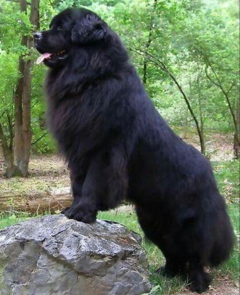 Funny Dog Pics, Funny Dog Videos Hilarious, Newfoundland Dog Puppy, Newfie Dog, Big Dogs Breeds, Biggest Dog In The World, Funny Dog Signs, Funny Dog Jokes, Biggest Dog